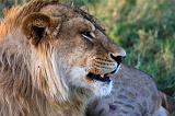 TANZANIA - Serengeti National Park - Leoni Lions - 83